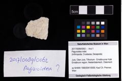 Foto (Objekt + Etikett) von Paguroidea indet.  (NHMW-GEO-2017-0089-0062)